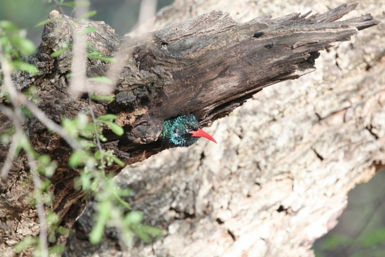 Green Wood-Hoopoe