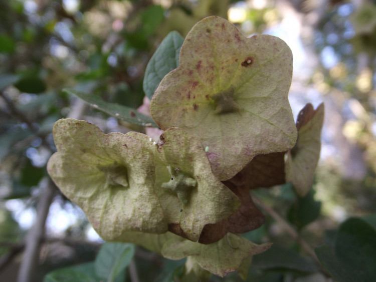 Fruits Karomia speciosa.JPG