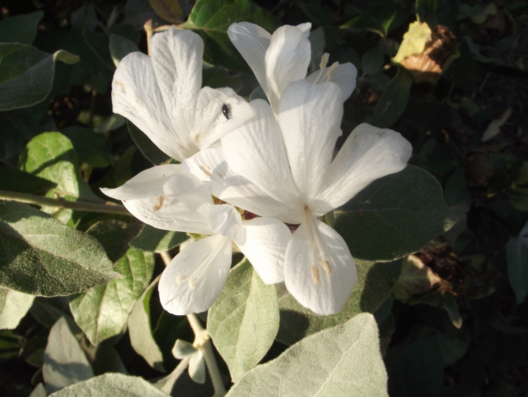 Barleria albostellata.JPG