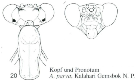 Antistia Parva, Kaltenbach 1996.jpg