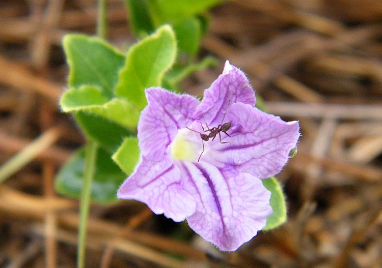 Ruellia cordata.jpg