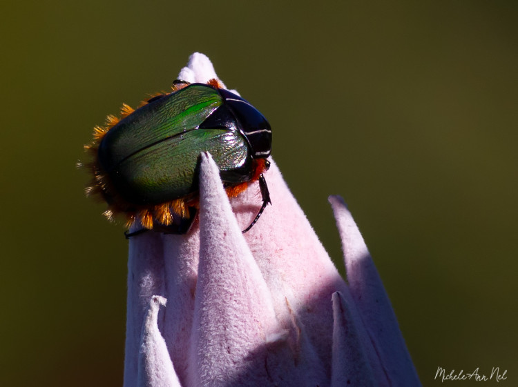 Cape Green Protea Chafer.jpg