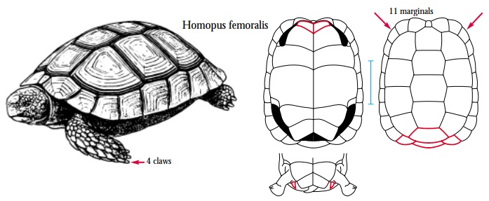 Homopus femoralis.jpg