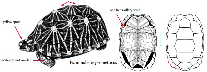 Psammobates geometricus.jpg