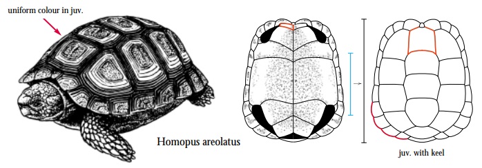 Homopus areolatus.jpg