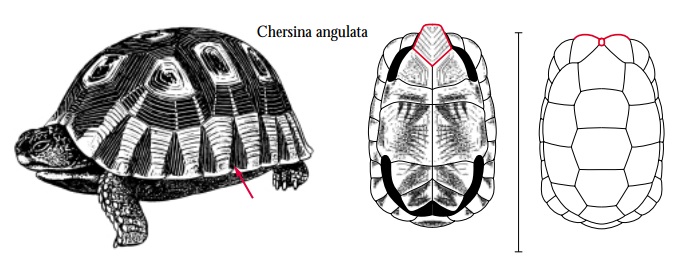 Chersina angulata.jpg