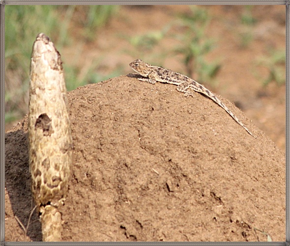 Korwe loop, Pilanesberg.jpg