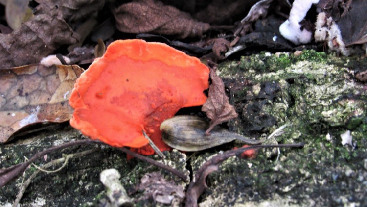 Cinnabar Bracket Trametes sanguinea.jpg