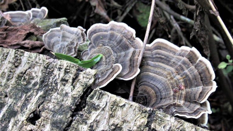 Turkey-Tail Trametes versicolor.jpg