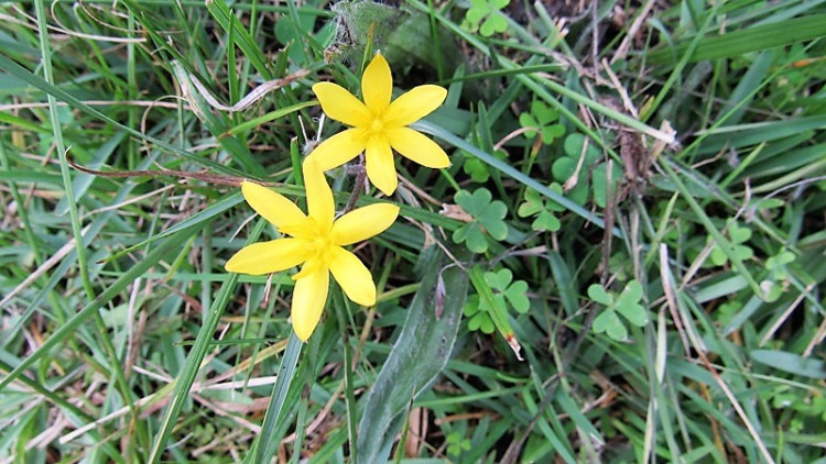 Empodium gloriosum.jpg