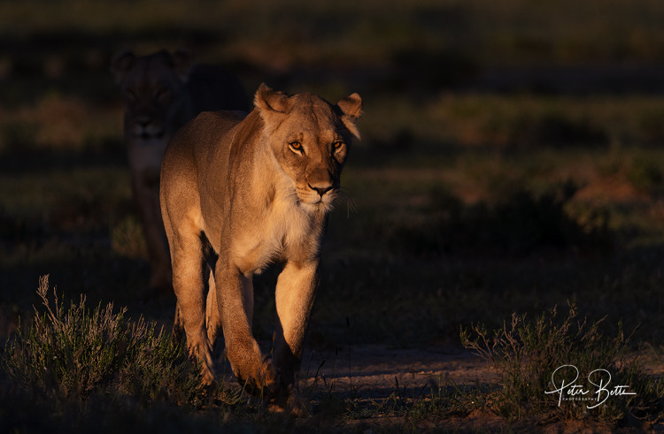 Golden Hour Lioness.jpg