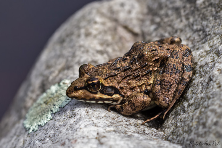 Cape River Frog Bettys Bay.jpg