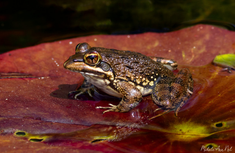 Cape River Frog Oct 2020.jpg