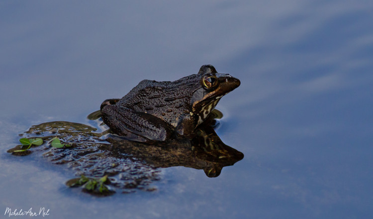Cape River Frog.jpg