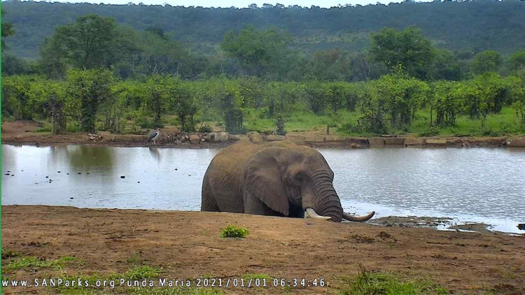 elephant at Punda.jpg