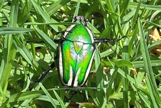 Giant Emerald Fruit Chafer Dicronorhina derbyana ssp. derbyana.jpg