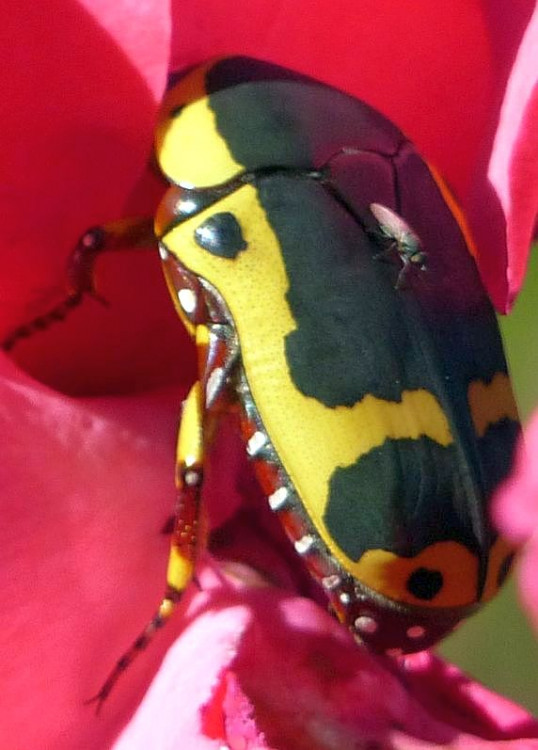 Reverse Garden Chafer Pachnoda sinuata ssp. flaviventris.jpg