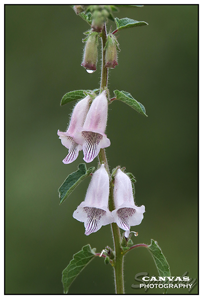 Wild Foxglove.jpg