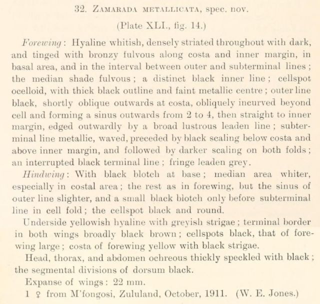 Warren, 1914. Descriptions of new species of Lepidoptera Heterocera in the South African Museum. Annals of the South African Museum 10(12).jpg