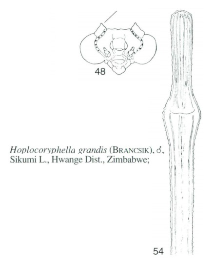 Hoplocoryphella grandis - Kaltenbach 1998.jpg