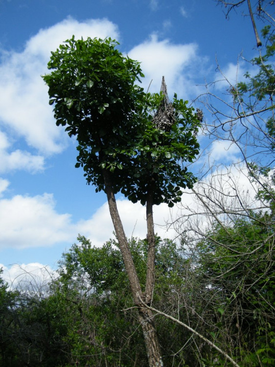 Cussonia spicata.jpg