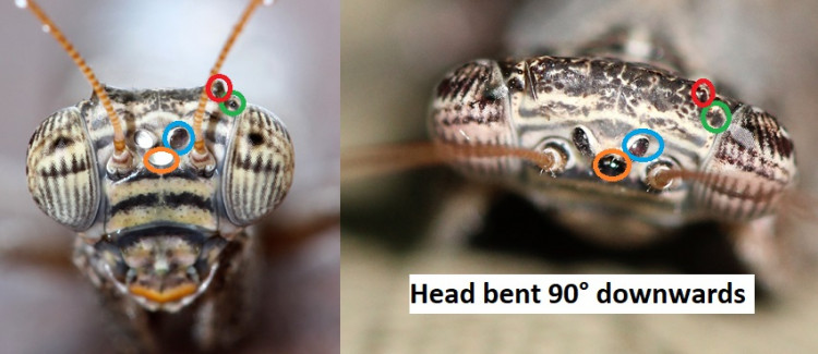 Mantis head.jpg