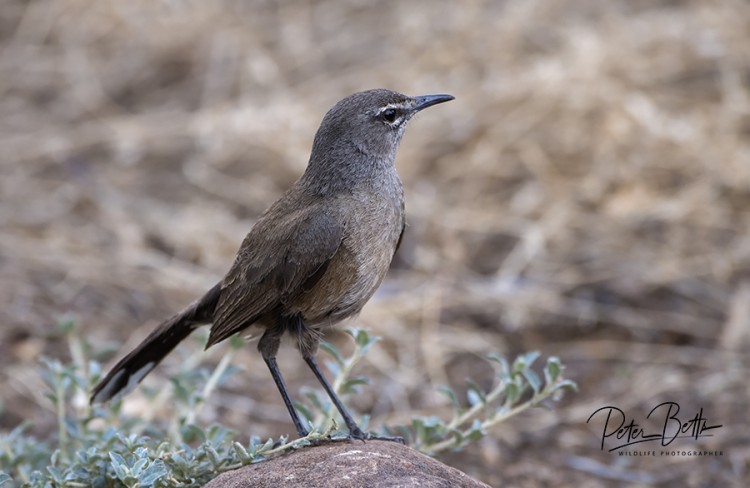 Karoo Robin.jpg