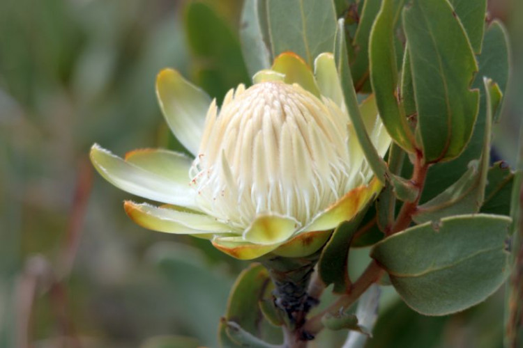 Dwarf Savanna Sugarbush Protea welwitschii.jpg