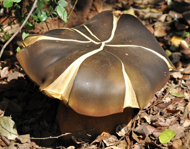 Phaeogyroporus sudanicus Bushveld Bolete Skukuza Nov 2012.jpg