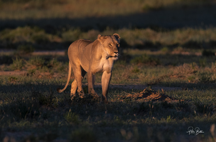 Lioness in Dappled Light.jpg