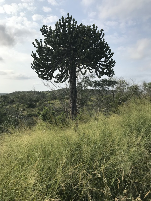 tree.jpeg
