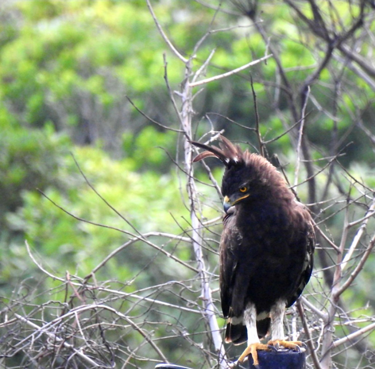 Long Crested Eagle.jpg