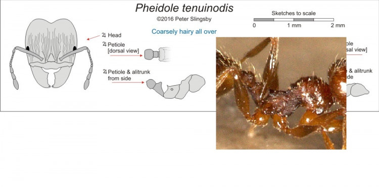 tenuinodis.jpg