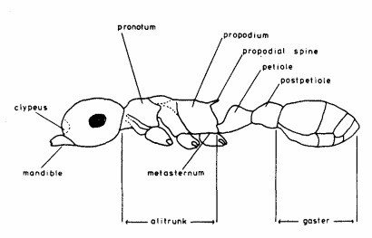 ant terminology.jpg