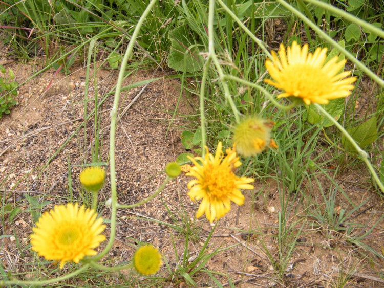 Berkheya setifera.jpg