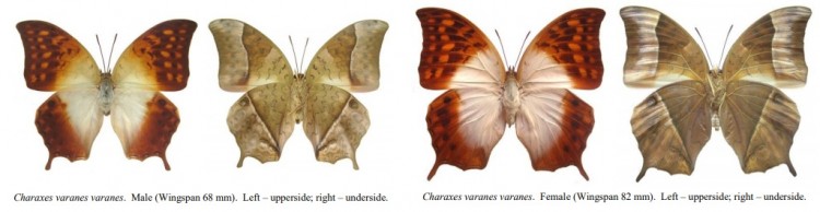 Charaxes varanes varanes.jpg