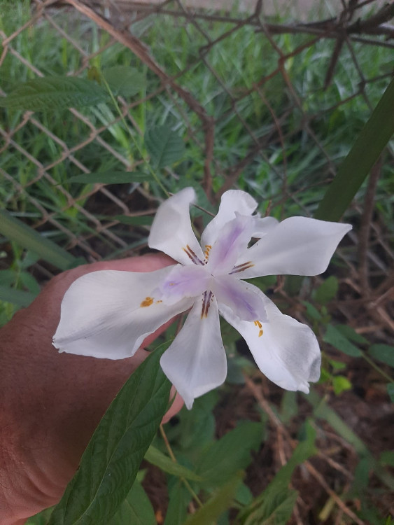 Dietes iridioides.jpg