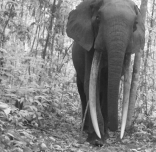 Forest elephant 1.jpg