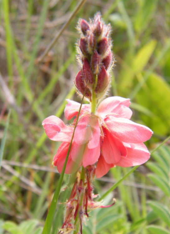 Indigofera sanguinea.jpg