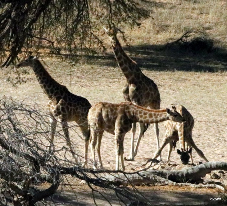 IMG_3292 giraffe drinking.JPG