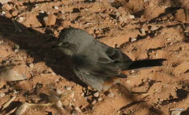 IMG_3336 chestnut vented titbabler.JPG
