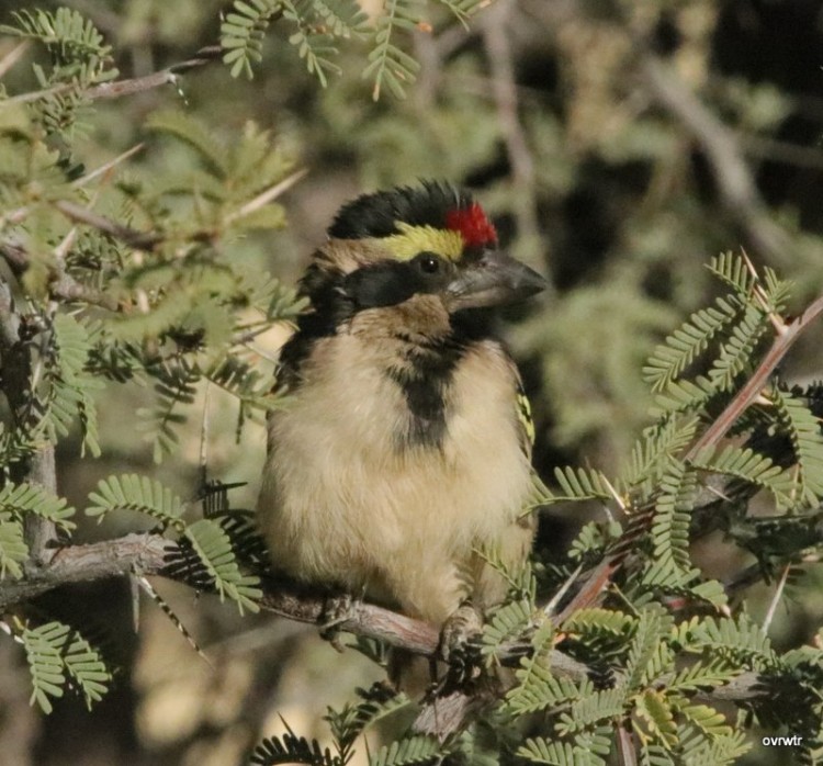 IMG_3335 acacia pied barbet.JPG