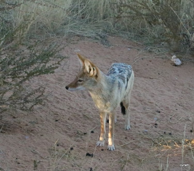 IMG_3343 mrs jackal.JPG