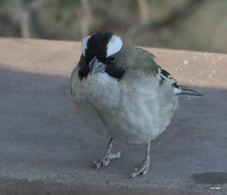 IMG_3361 whitebrowed sparrow weaver.JPG