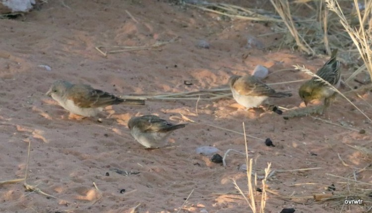 IMG_3398 greyheaded sparrows.JPG