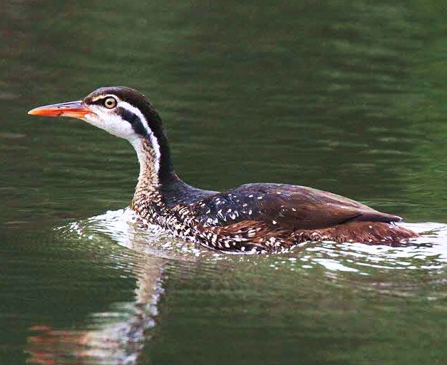 African finfoot Podica senegalensis.JPG