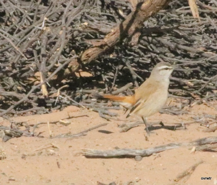IMG_3433 Familiar chat.JPG