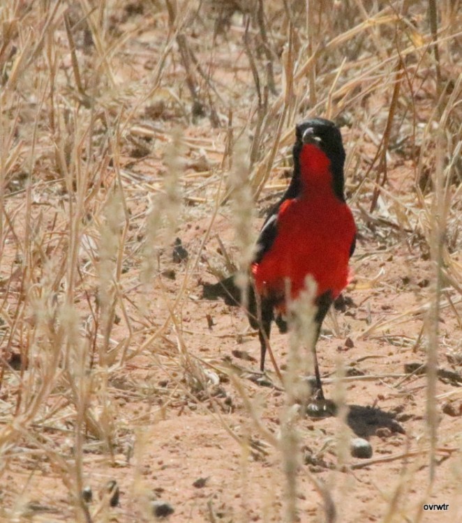 IMG_3562 crimson breasted shrike.JPG
