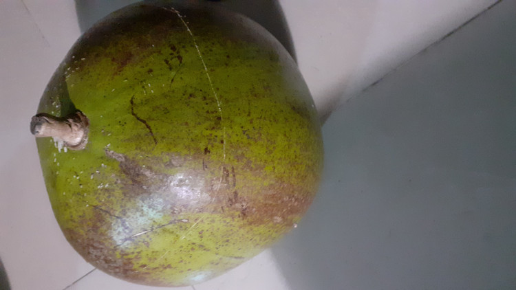 From DRC, fruit called in local language &quot;LENGA&quot;