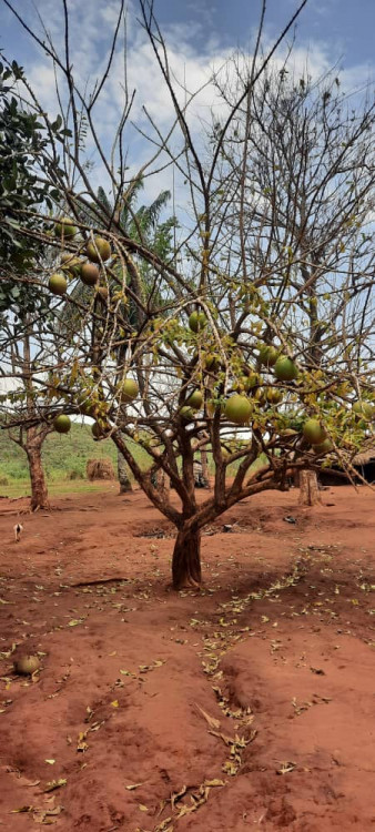 From DRCongo the tree of the fruit called in local language &quot;LENGA&quot;